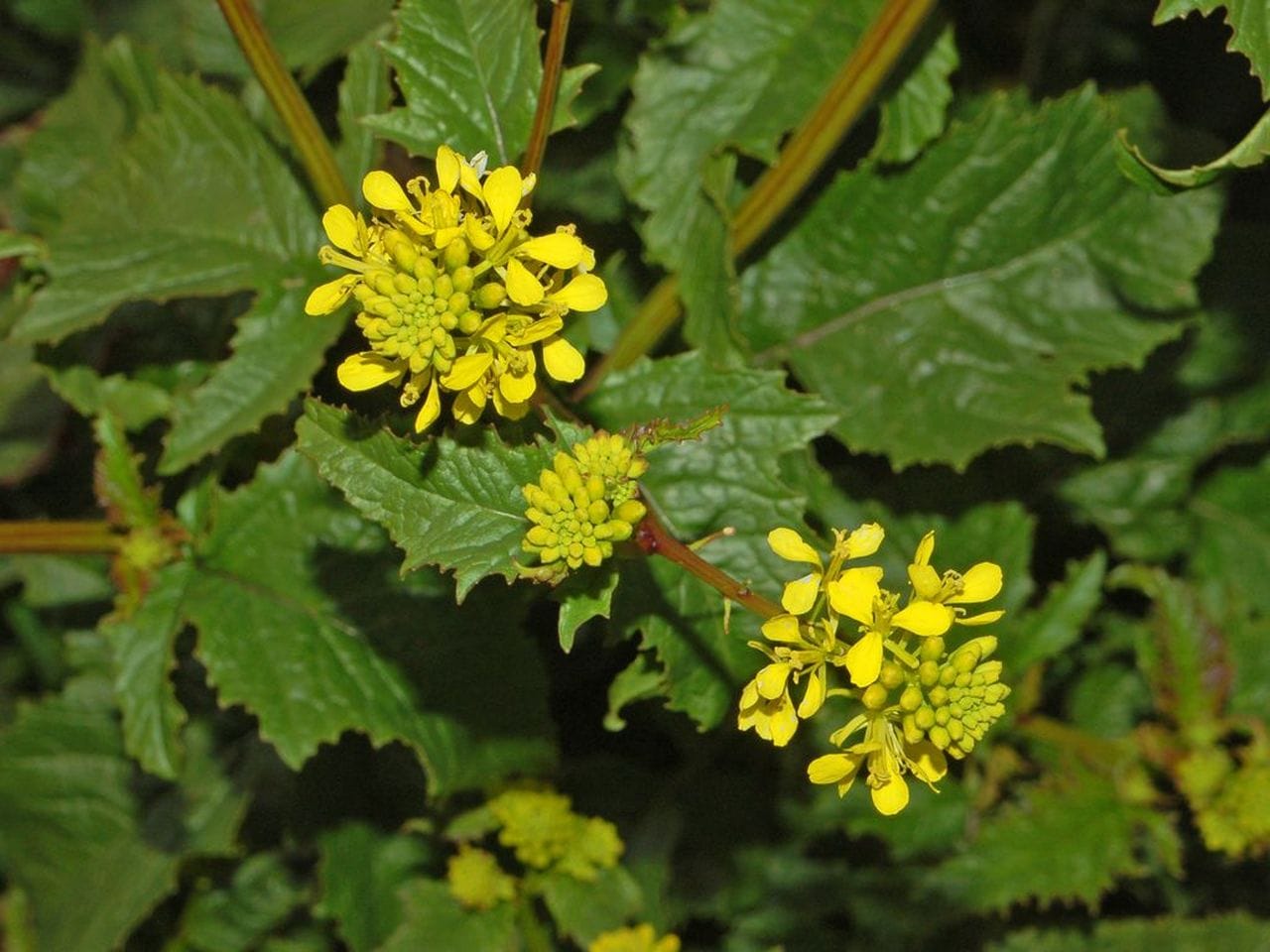Sinapis arvense